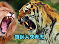 老虎和狮子打架视频,老虎与狮子激战正酣