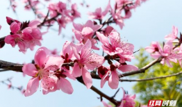 桃花视频,桃花视频带你领略浪漫时光