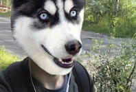 狗头视频,萌宠表情包的欢乐盛宴